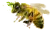 BieneLM.png