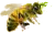 BieneRM.png