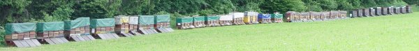Bienenstand2.jpg
